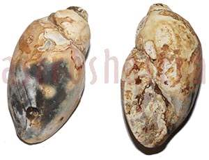 Heera Shankh 098 51m